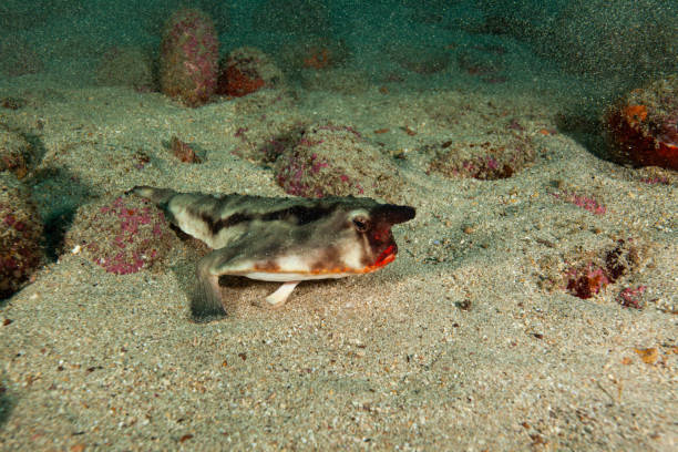 emperor angelfish, Mutton snapper,French angelfish, sea horse, Cuttlefish , stone fish
