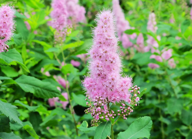 istock Pink inflorescence of Spirea Billard (Spiraea × billardii) 1261561718