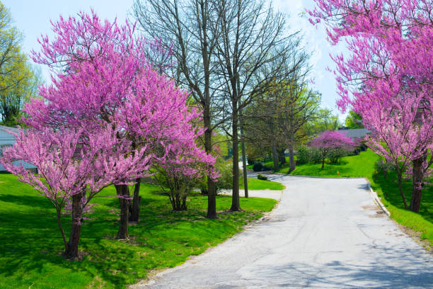 Redbud Tree lined street-Kokomo Indiana