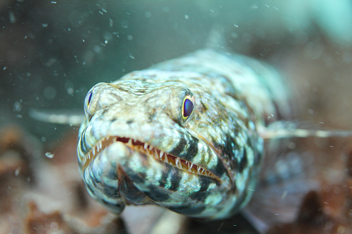 Close-up at grouper fish's tail undertwater with blue color tone. Animal in nature portrait photo, eye selective focus.