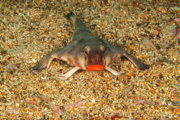 emperor angelfish, Mutton snapper,French angelfish, sea horse, Cuttlefish , stone fish