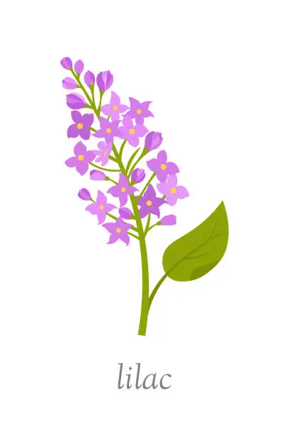 Vector illustration of Lilac branch of purple flowers isolated on white background