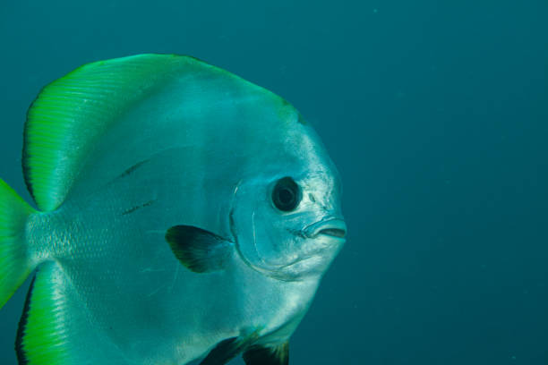 istock tropical fish, ocean life, 1261563735