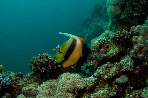 istock tropical fish, ocean life, 1261565858