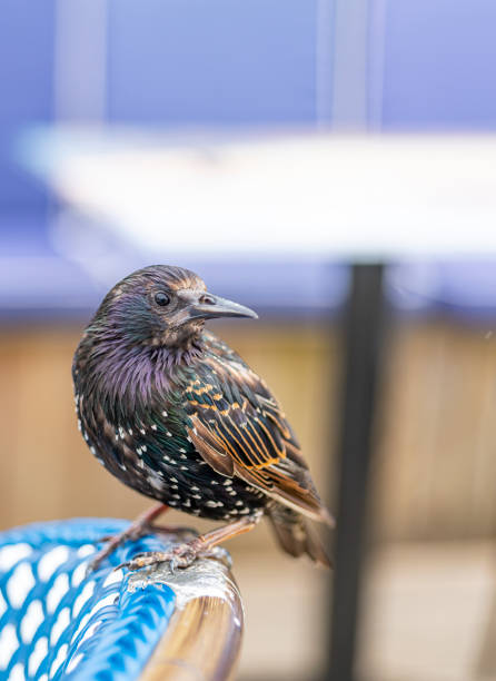 istock Starling on a chair 1261566991