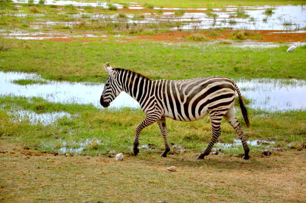 istock Wild zebra in Africa 1261568135