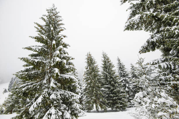 istock Bewitching stern panorama of tall fir trees 1261568698
