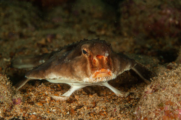 emperor angelfish, Mutton snapper,French angelfish, sea horse, Cuttlefish , stone fish