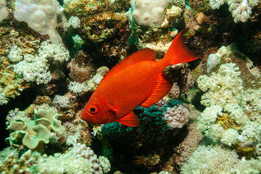 emperor angelfish, Mutton snapper,French angelfish, sea horse, Cuttlefish , stone fish