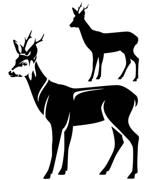 roe deer black and white vector silhouette and outline standing roe deer male animal side view black and white vector outline and silhouette roe deer stock illustrations