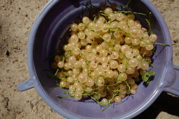 White currant berries in a purple bowl