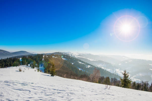 istock Beautiful bewitching view of the pine and spruce 1261583719