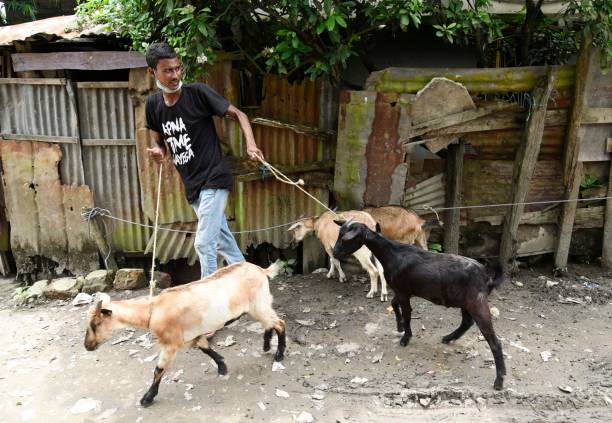 Vendor selling goats for the Eid-al-Adha festival as he is waiting for customer at a roadside in Guwahati, Tuesday, July 28, 2020. A very few people are venturing out to buy sacrificial animals due to COVID-19 pandemic.