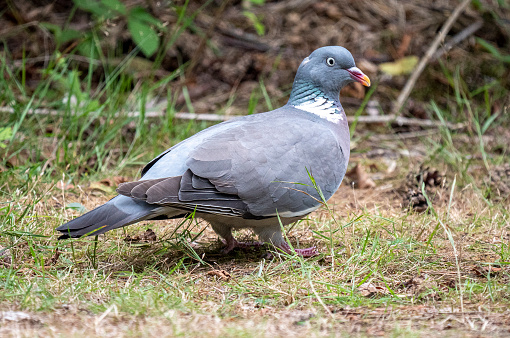 Houtduif loopt in het gras