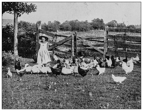 Antique black and white photo: Summer days, little girl with chickens