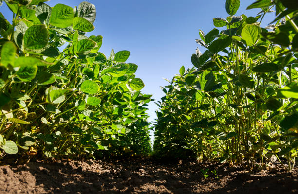 istock Young soybean plants growing in cultivated field 1261593218