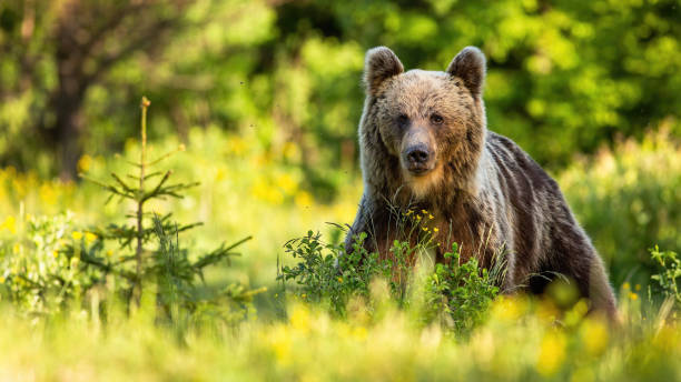 istock Proud brown bear standing in forest in summer nature. 1261595512