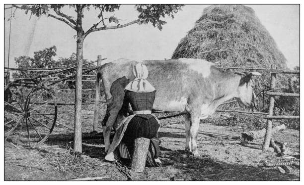 Antique black and white photo: Milking Cow Antique black and white photo: Milking Cow social history photos stock illustrations