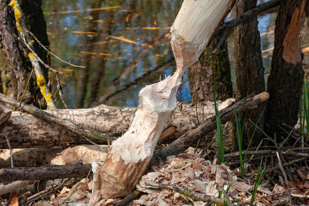 istock Branch gnawed from beaver with chips on the ground in wetland 1261598415