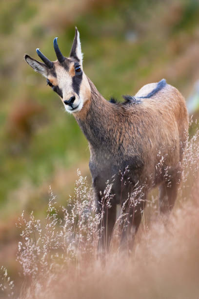 istock Tatra chamois standing on steep hill in summer nature. 1261599563