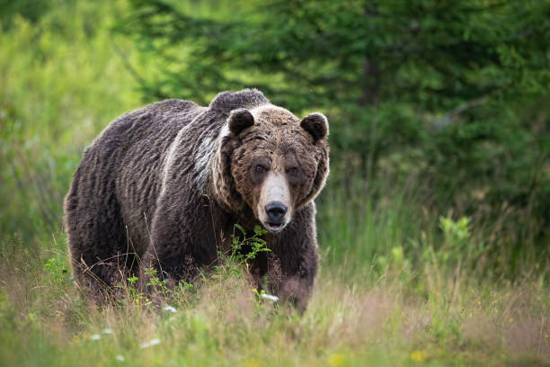 istock Brown bear standing on meadow in summertime nature. 1261599579