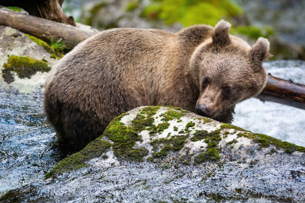 istock Curious brown bear sniffing rock with moss in river. 1261600133