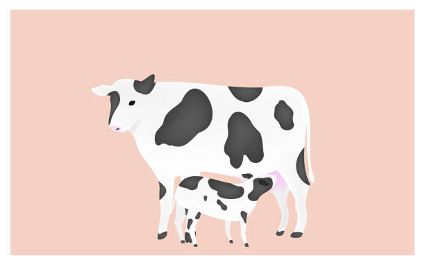 ilustraciones, imágenes clip art, dibujos animados e iconos de stock de ilustración de un ternero chupando la leche de la vaca madre fondo rosa - suckling