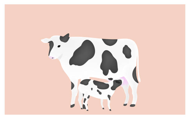 母牛ピンクの背景のミルクを吸う子牛のイラスト - 動物の親子点のイラスト素材／クリップアート素材／マンガ素材／アイコン素材