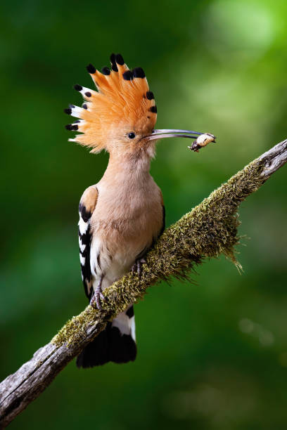 istock Eurasian hoopoe sitting on bough with moss. 1261601766