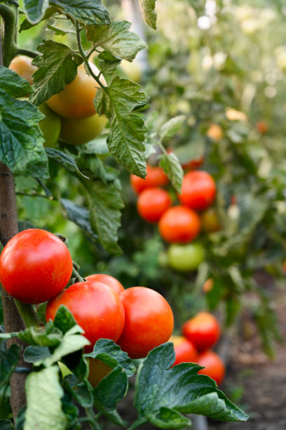 istock Tomatoes growing in a greenhouse. 1261604041