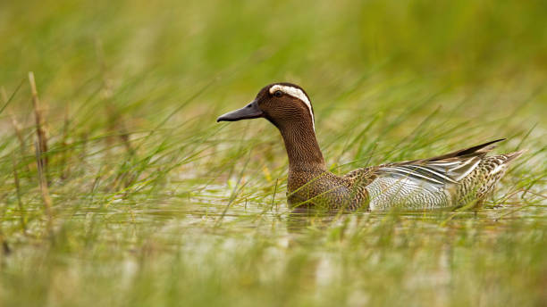istock Garganey swimming in swamp in summertime nature. 1261604622
