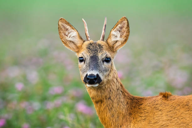 istock Juvenile roe deer buck standing on meadow from close up. 1261605150