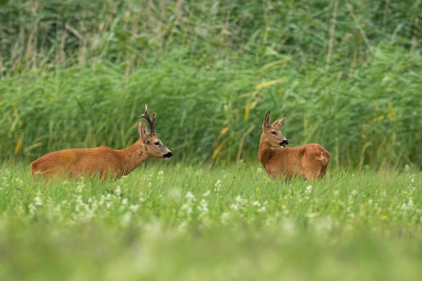 Pair of roe deer standing on field in summertime. Pair of roe deer, capreolus capreolus, standing on field in summertime. Couple of mammals looking on meadow. Two wild animals staring on grass in rutting season. love roe deer stock pictures, royalty-free photos & images