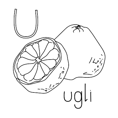Coloring page fruit and vegetable ABC, Letter U - ugli, educated coloring card for creativity