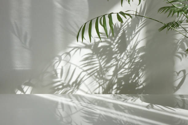 istock Interior surface with twigs of evergreen tropical palm with shadows on a wall. 1261614652