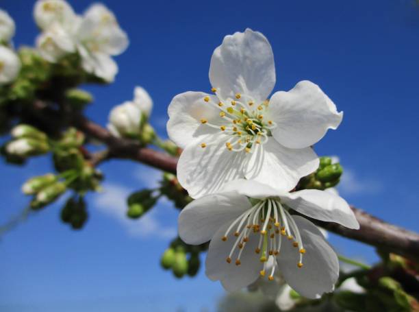 Cherry blossoms under the blue sky