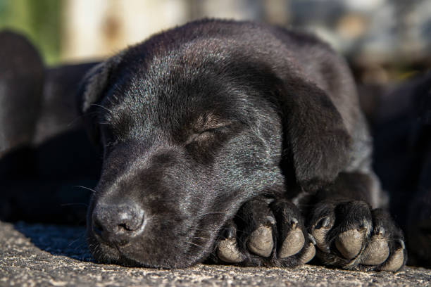 istock Cute sleeping black puppy. The head rests on its paws 1261623240