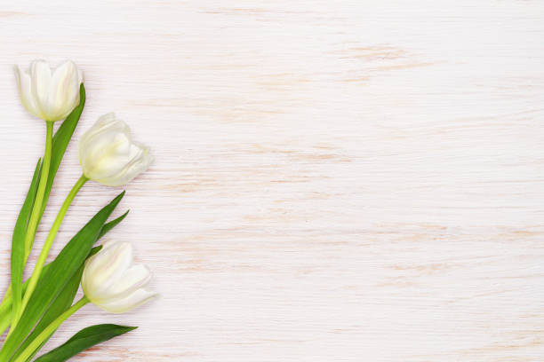 istock Three white tulip flowers on white painted wood 1261624889