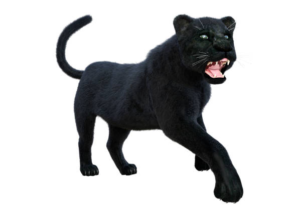 istock 3D illustration big cat black panther white 1261629225