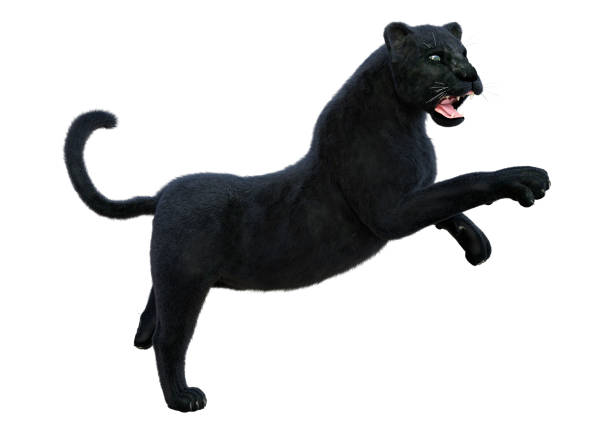 3D rendering of a big cat black panther isolated on white background