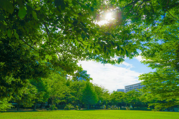 The fresh green of Akishima-Tsutsujigaoka park The fresh green of Akishima-Tsutsujigaoka park. Shooting Location: Tokyo Akishima 木漏れ日 stock pictures, royalty-free photos & images