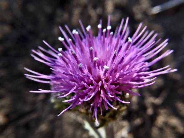 istock purple alpine thistle flower / cirsium scopulorum 1261634135