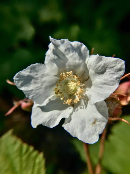 istock one white thimbleberry blossom / rubus parviflorus 1261634143