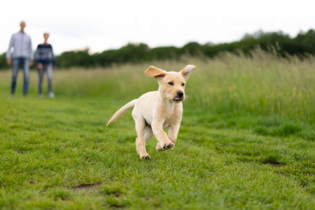 Playing in the park, dog portrait