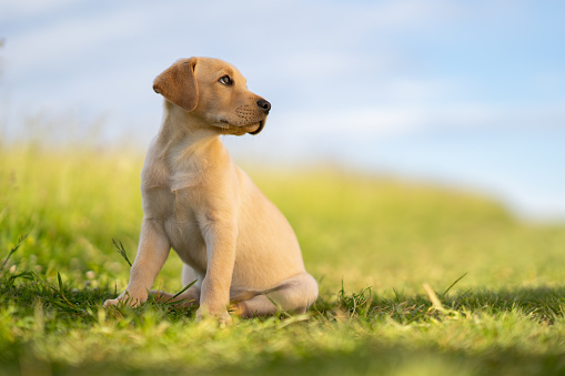 cute beige labrador puppy sitting outdoors in grass on sunny day watching attentive to the side, selective focus, place for text
