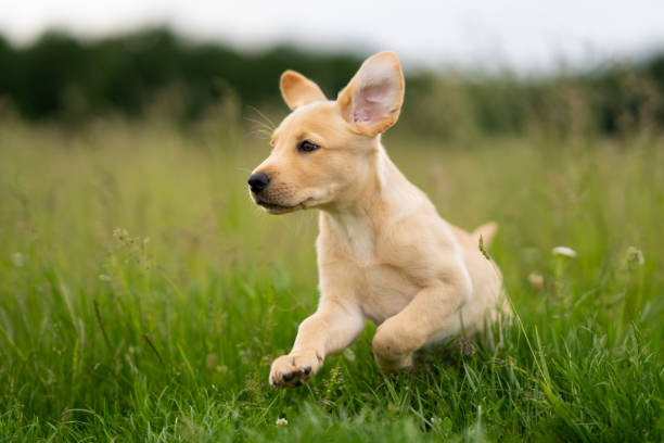 ears flapping beige labrador puppy, young dog running outdoors in grass