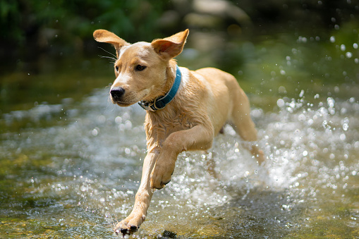action portrait of young beige labrador dog running through river with water splashing