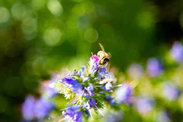 Soft focus bokeh background of Flowers and bee