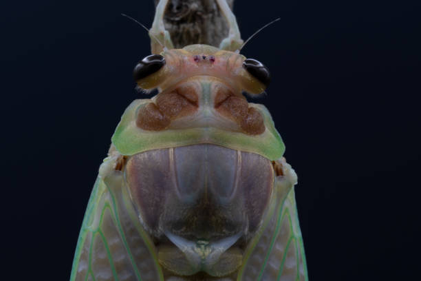 istock Shooting the emergence of cicadas 1261649839