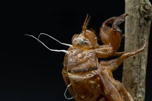 istock Shooting the emergence of cicadas 1261649943